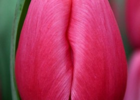 Tulipa Annaconda (4)